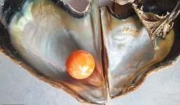 Ngư dân nghèo bỗng ‘đổi đời’ nhờ nhặt ‘bừa’ được ngọc hiếm gần 8 tỷ đồng