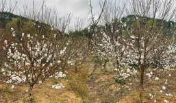 Bạch đào trắng là loại hoa gì mà được dân tình đổ xô đi mua để bày Tết nguyên đán?