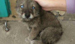 Chàng trai ‘tá hỏa’ khi biết chó ngoại của mình 'hóa'... chó sói