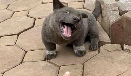 Chú chó ‘cù nhây’ gây sốt Nguyễn Văn Dúi ‘tái xuất’ bất ngờ với thần thái khác lạ 