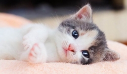 Những nàng giáp sinh vào giờ này đi đến đâu cũng được cánh mày râu săn đón