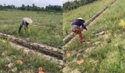 Cả vườn dưa hấu đang vào mùa thu hoạch bỗng bị phá không còn một quả nào