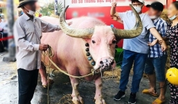 Xuất hiện trâu hồng biết quỳ lạy trước quan tài chủ ở TP. HCM đúng ngày vía Thần Tài