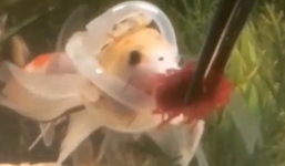 Chú cá đặc biệt phải mặc ‘áo phao’ để có thể... bơi