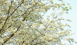 Mùa hoa 'độc quyền' Hà Nội được toàn bộ giới trẻ Hà Thành săn đón