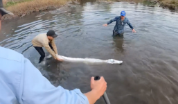 YouTuber làm giả cá sấu bạch tạng câu view khiến cộng đồng mạng bức xúc