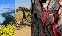 Bí ẩn hiện tượng tự nhiên thế giới: Cây có thể 'chảy máu', biển tự tách đôi