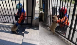 Cô nàng đặt đồ ship đến ‘phá sản’ vì chó nhà… mê trai