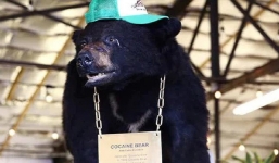 Chuyện gì sẽ xảy ra nếu 1 chú gấu đen đủi ăn hết hơn 30kg ma túy?