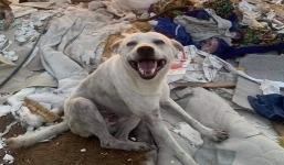 Phản ứng của những chú chó sống ở bãi rác khi người đến thăm