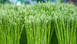 Loài cây nhiều người coi như cỏ dại lại được chàng trai Việt kiếm về cả tỷ đồng mỗi năm