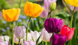 5 loại cây có tính âm, mang ‘sát khí’ vào nhà