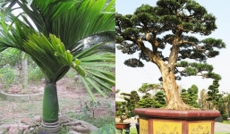 5 loại cây được người giàu chọn trồng phía trước cửa để ‘thu hút tài lộc’