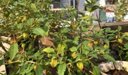 Trái thù lù kì lạ có giá tới 400.000 đồng/kg được nhiều người săn lùng