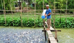 Đàn cá tra chỉ ‘chấp niệm’ ăn chay, hiểu tiếng người ở An Giang khiến CĐM hiếu kì