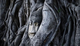 Pho tượng Phật bí ẩn trong hốc cây hơn 1000 năm tuổi: Xuất hiện từ 1 vết nứt?