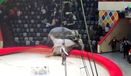 2 chú voi đang diễn vui bỗng ‘đại chiến’ trên sân khấu vì cho rằng HLV ‘bên trọng bên khinh’