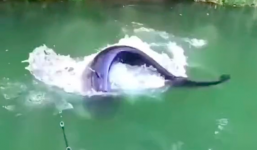 Anh chàng đi câu được con cá khiến Bà Tân vlog có lẽ cũng không dám xử lý