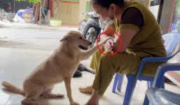Chú cún khiến CĐM ‘đắm đuối’ vì nhõng nhẽo hơn cả người yêu