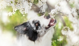 Tử vi hôm nay 23/11/2021: Tuổi Mùi phát triển sự nghiệp; Tuổi Tỵ đối diện mâu thuẫn