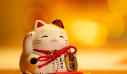 Tử vi hôm nay 11/12/2021: Tuổi Dần thuận lợi; Tuổi Tỵ tránh vội vàng