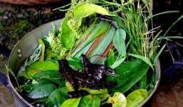 Khuyến cáo từ BS Chuyên khoa: F0 mắc Covid-19 không nên xông lá trực tiếp