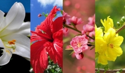 4 loài hoa để trong nhà cầu ‘đại cát đại quý’, 2 loài hoa phải kiêng kị của năm 2022