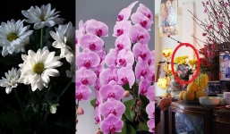 2 loại hoa kiêng kị, 3 loại hoa phong thủy chuyên dùng cúng ông Công ông Táo 2022