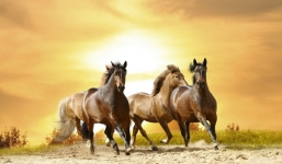 3 con giáp phải giữ mồm miệng, đề phòng thị phi trong nửa đầu tháng Giêng Âm lịch 2022