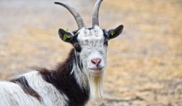 Tuổi xông đất hợp với tuổi Tân Mùi 1991 vào năm Nhâm Dần 2022 giúp đại cát, đại lợi