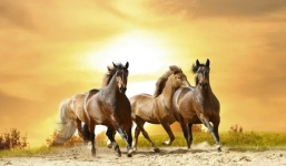 3 con giáp cẩn trọng hiểm họa tuần 21/2 - 28/2/2022: Tuổi Tý có thời điểm khởi sắc