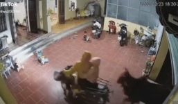 Cả nhà chạy tán loạn khi bị ‘khách không mời’ húc đầu vào nhà, suýt giẫm lên trẻ nhỏ