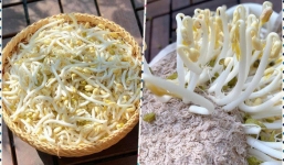 Làm giá đỗ sạch mùa Covid-19: Không cần tưới nước, thêm 1 thứ sau 2 ngày đã được ăn