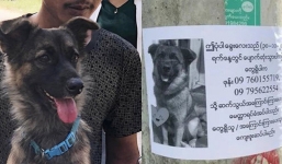 Thấy bản thân trên tờ rơi, chú chó đi lạc liền ngồi ngay bên cạnh ‘chầu chực’ chủ đến đón