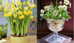 4 loại cây chứa chất ‘kịch độc’ đừng mang vào nhà kẻo hại sức khỏe, tài lộc tán đi hết