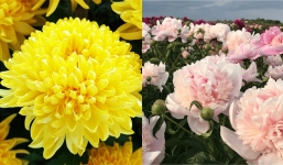 Đúng sáng mùng 3/3 Âm lịch, bày 5 loại hoa này lên bàn thờ để tài lộc đến dồn dập