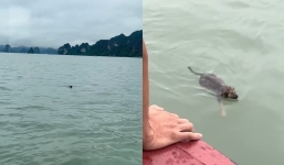 Hạ Long: Chú chó bị chủ bỏ rơi, 1 mình bơi giữa biển và cái kết khiến ai cũng thở phào