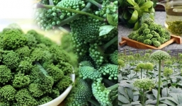 5 Công dụng của nụ hoa tam thất: Hiệu quả tương đồng nhân sâm, chữa bách bệnh