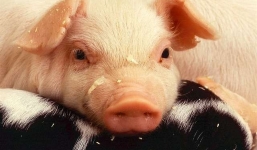 3 con giáp tốt xấu đan xen trong tuần 9/5 - 15/5/2022: Tuổi Hợi đang quá áp lực?