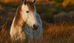 Tuần mới của 12 con giáp từ 30/5 - 5/6/2022: 3 con giáp rực rỡ ‘lên là lên luôn’