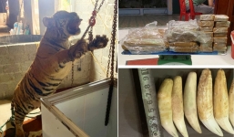 Cặp vợ chồng chuẩn bị xẻ thịt hổ 145kg để nấu cao thì bị Công an ập tới bắt quả tang