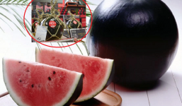 Cận cảnh loại dưa hấu 'màu xấu xí' nhất thế giới có giá gần 150 triệu ngang xe SH nhập khẩu