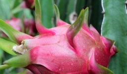 Hướng dẫn cách ăn thanh long để hấp thu được hết chất dinh dưỡng