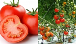 Những lưu ý khi ăn cà chua: Lá có độc, hạt ảnh hưởng đến hệ tiêu hóa