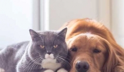 Điều luật mới áp dụng từ 1/1/2020: Cấm đánh đập, bỏ đói chó, mèo