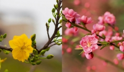 Ý nghĩa của hoa mai, hoa đào trong ngày Tết ít người biết đến