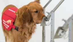 Anh tổ chức huấn luyện chó để xác định người nhiễm Covid-19