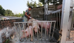 Bộ Nông nghiệp đề nghị kiểm soát giá thịt lợn xuống mức 70.000 đồng/kg