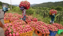 Bộ Nông nghiệp ra chỉ thị khẩn khi Trung Quốc siết chặt cửa khẩu vì dịch Covid-19