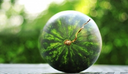 Cách chọn dưa hấu ngon, ngọt: Chỉ cần nhìn vỏ, không phải cầm lên vỗ